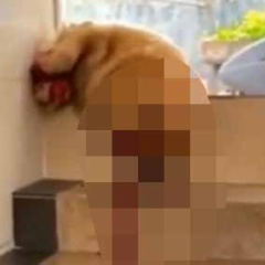 【閲覧注意】 うちのイヌはどうしたの？ キャーーー！！ → 完全な事件現場はこちらです…