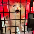 聖子ちゃんのウィルス検査とファーストワクチン