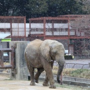 雪が降ってきた♪