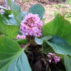 『【ピノ子日記】庭遊びだぁ〜い好き、でも何事も焦らず少しずつ…(五十肩でも枝をしっかり縛る方法)』の画像