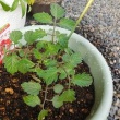 菜園にかん水
