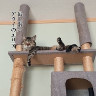 鹿さんに遭遇します。と、ターコイズな波石つくりました。