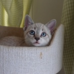 ねこかます