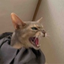 たまにニャカラ（輩）ジャミちゃんが現れます