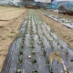 気比野菜（減農薬・無農薬で米・野菜作りに挑戦）