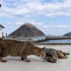 猫写真家・沖 昌之のブログ　野良ねこちゃんねる。　