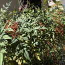 秋を感じました