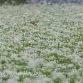 蕎麦畑の蝶２