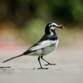 2026年7月12日の野鳥公園