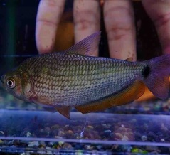 11月8日(土)熱帯魚入荷情報③🐟