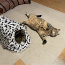 猫用通路の作製