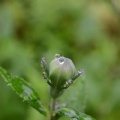 キキョウの蕾と雨雫