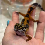 LUCK UP Reptiles