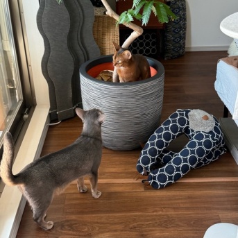 鉢に入るりす　なんで…？