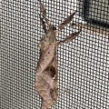拙者、キマダラコウモリでござる