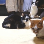 酒とロックな日常
