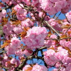 飛騨かなやまの桜　開花状況 2026