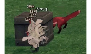 出荷される前日のターキー