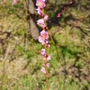 淡路島の梅の名所、「広田梅林ふれあい公園」に行ってきました。　-2026年2月19日（木）-