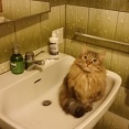 【ねこ画像】ねこ洗えそうｗ、窓際のクロ ほか【再】