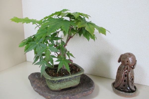 じぃじ」のミニ盆栽日記 - サラサドウダンツツジ