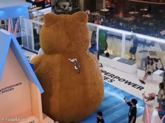 「猫が巨大なクマのオブジェを必死に登ってる…」→それには目的があった