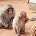  【驚愕】人間のDNAを入れたサルの末路、想像以上にヤバいことになってしまう･････！！