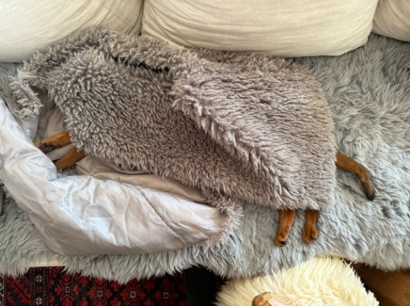 上着を無造作に置いておくと、りすたんに取られる