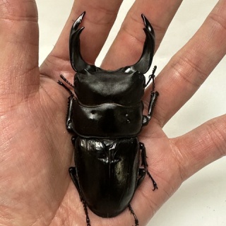 クワガタ自己満ラボ