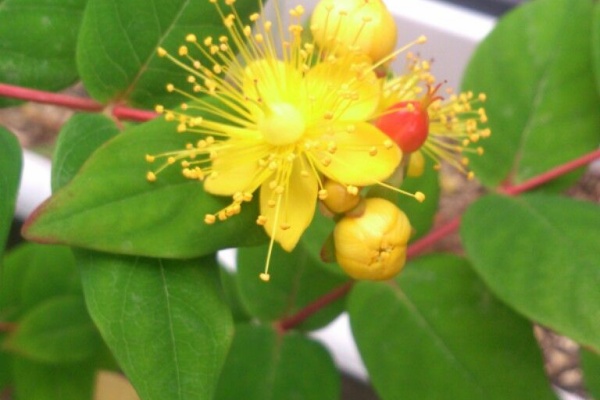 植物図鑑 ガーデンレコード 花の易しい育て方 ヒペリカム