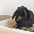 それがいい。
