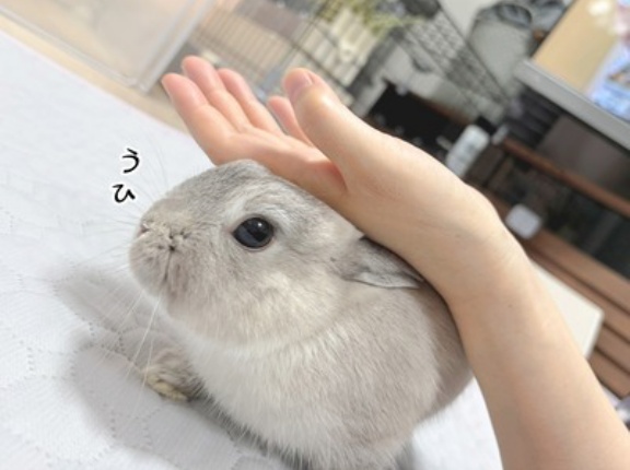 うさぎのルリ(7/15追記)