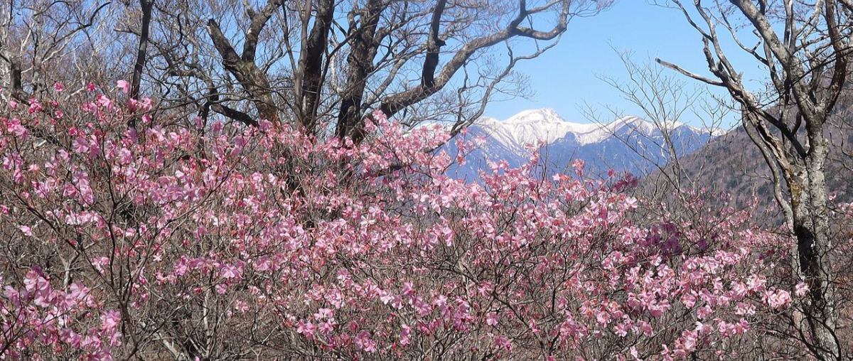 バテバテ山日記 イメージ画像