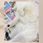 Jam Home エステート・Petite Jam(プチ ジャム) スタッフブログ