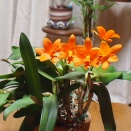 リンカトレアンセ　シンフォン　リトル　サン