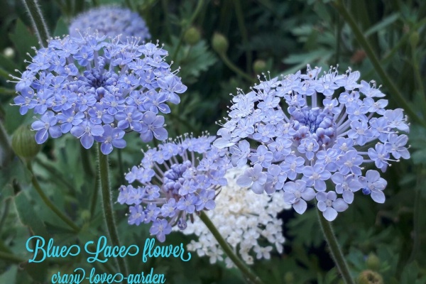 マニアックmomの庭 ディディスカス