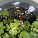 恒例の水替え