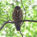 2026金龍寺のアオバズクを撮る8🦉📸（太田市）