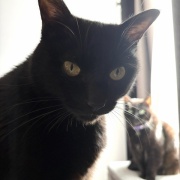 【猫写真】寒くてちょっと距離が近くなる猫たち