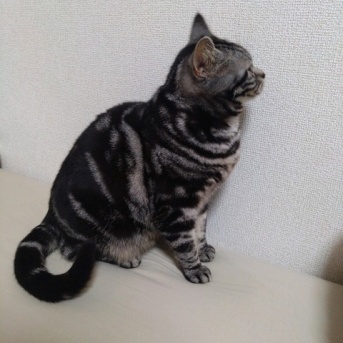 実物のﾈｺﾁｬﾝたちセカンド166