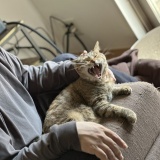 告知と愛猫トーク