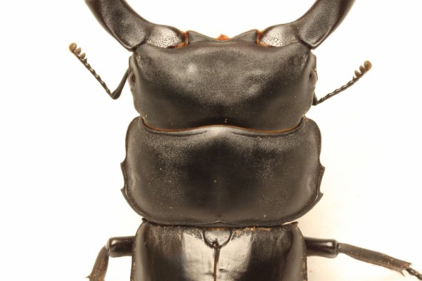 オオカブトの部屋 - シェンクリングオオクワガタ