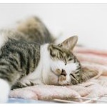 【話題】「本当にトトロいたんだ！」思わず叫びたくなる立ち姿の猫の貫禄がスゴイ 	