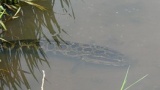 田んぼの謎の巨大魚が話題にｗｗｗ（※画像あり）