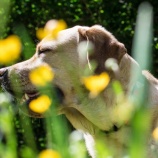 『突進する犬のリードを私が持つとびっくりするほど前に進めない、むしろ後ろに下がるよ、引っ張ってないよ』の画像