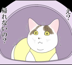 ポン太、腎不全になりました⑫