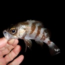 練習テキスト　雑魚　江田島市　