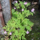 蔓紫陽花