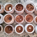 鍬形飼育記録帖