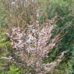 だいじろう日和。